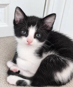 Cookie (Available for pre-adoption) -  Domestic Short Hair Cat for Adoption in PORT WENTWRTH, Georgia - Cookie (Available For Pre-adoption) | PetCurious