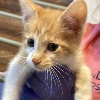 Tails -  Domestic Short Hair Cat for Adoption in Midland, Texas - Tails | PetCurious