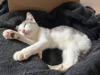 Rescue Domestic Short Hair Cats for Adoption - Possum | PetCurious