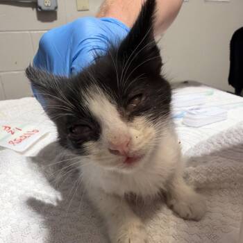 SAS-Wildlife-91838 -  Domestic Short Hair Cat for Adoption in Milton, Florida - SAS-Wildlife-91838 | PetCurious