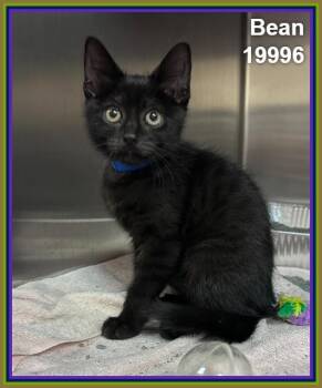 BEAN -  Domestic Short Hair Cat for Adoption in Marietta, Georgia - BEAN | PetCurious