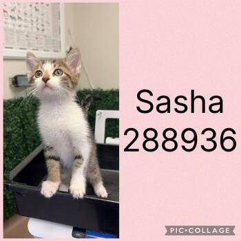 SASHA -  Domestic Short Hair Cat for Adoption in Macon, Georgia - SASHA | PetCurious