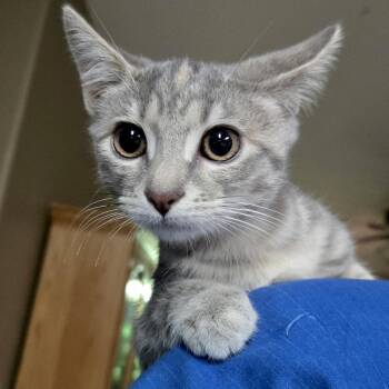Rescue Domestic Short Hair Cats for Adoption in Sonora, California - Minerva | PetCurious