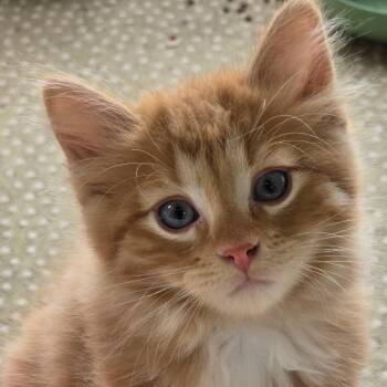 Cinnamon -  Domestic Short Hair Cat for Adoption in Rochester, Minnesota - Cinnamon | PetCurious