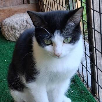 Silly -  Domestic Short Hair Cat for Adoption in Grand Rapids, Minnesota - Silly | PetCurious