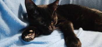 Leo -  Domestic Short Hair Cat for Adoption in Kirklin, Indiana - Leo | PetCurious