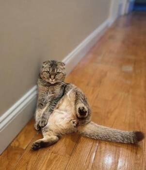 Boris -  Scottish Fold Cat for Adoption in Syosset, New York - Boris | PetCurious