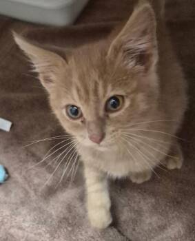 Nash -  Domestic Short Hair Cat for Adoption in Tomah, Wisconsin - Nash | PetCurious