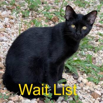 Kitty 1 -  Domestic Short Hair Cat for Adoption in Livingston, Texas - Kitty 1 | PetCurious