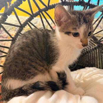 Maverick -  Domestic Short Hair Cat for Adoption in Lewisville, Texas - Maverick | PetCurious