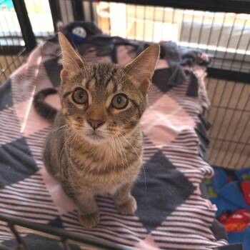 Oolong -  Domestic Short Hair Cat for Adoption in Riverwoods, Illinois - Oolong | PetCurious