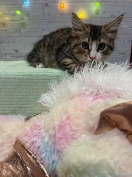 MAPLE -  Domestic Long Hair Cat for Adoption in Modesto, California - MAPLE | PetCurious