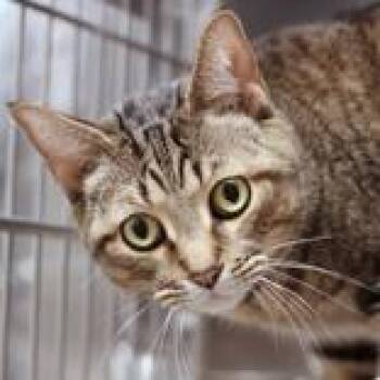 Wonder -  Domestic Short Hair Cat for Adoption in Hilliard, Ohio - Wonder | PetCurious