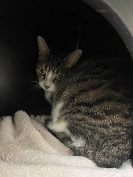 STICKY -  Domestic Short Hair Cat for Adoption in Vaughan, Ontario - STICKY | PetCurious