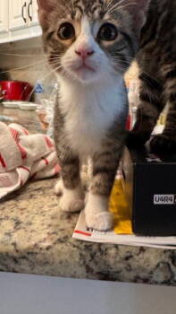 Rescue Domestic Short Hair Cats for Adoption in Frisco, Texas - Amelia Bedelia | PetCurious