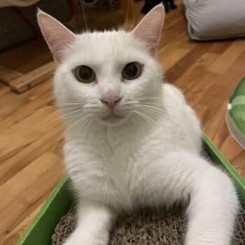 Lettie -  Domestic Short Hair Cat for Adoption in Ottawa, Ontario - Lettie | PetCurious