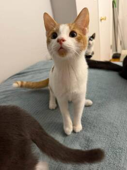 Rocky Road -kitten -  Domestic Short Hair Cat for Adoption in Enfield, Connecticut - Rocky Road -kitten | PetCurious