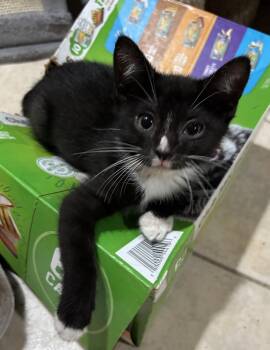 Rescue Domestic Short Hair Cats for Adoption in East Hanover, New Jersey - Nova | PetCurious