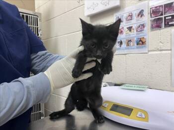 Domestic Short Hair Cats Available for Adoption in Santa Fe, New Mexico - KALAHARI | PetCurious