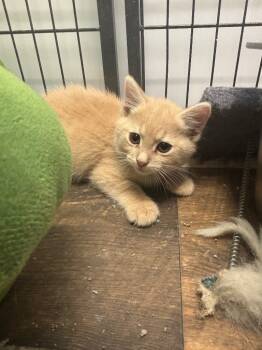 Rescue Domestic Short Hair Cats for Adoption in Algona, Iowa - MOCHI | PetCurious