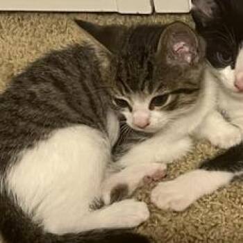 Domestic Medium Hair Cats Available for Adoption in Liverpool, Texas - Ryder | PetCurious