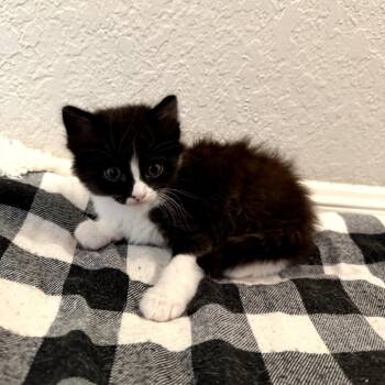 Domestic Short Hair Cats Available for Adoption in San Antonio, Texas - Fox | PetCurious