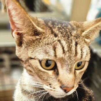 Shasta -  Domestic Short Hair Cat for Adoption in Long Beach, California - Shasta | PetCurious