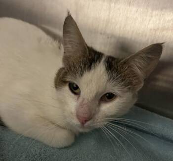 Barbara -  Domestic Short Hair Cat for Adoption in Cincinnati, Ohio - Barbara | PetCurious