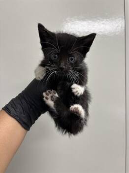 Domestic Short Hair Cats Available for Adoption in Ontario, California - MO - NEEDS A FOSTER | PetCurious