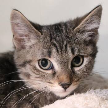 H213089 Waluigi -  Domestic Short Hair Cat for Adoption in Port Washington, New York - H213089 Waluigi | PetCurious