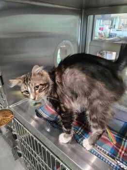 Domestic Long Hair Cats Available for Adoption in Wellington, Kansas - Mr. Reba | PetCurious