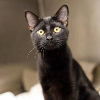 Fibor -  Domestic Short Hair Cat for Adoption in Atlanta, Georgia - Fibor | PetCurious