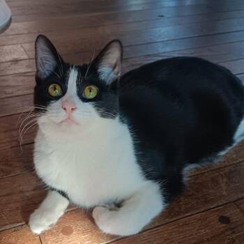 Domestic Short Hair Cats Available for Adoption - Gherkin  | PetCurious