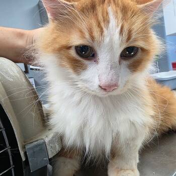 Rescue Domestic Long Hair Cats for Adoption in Duncan, Oklahoma - Maximus | PetCurious