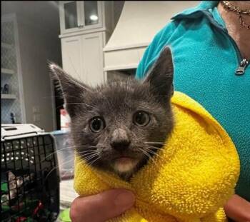 Moose -  Domestic Short Hair and Russian Blue Cat for Adoption in San Antonio, Texas - Moose | PetCurious