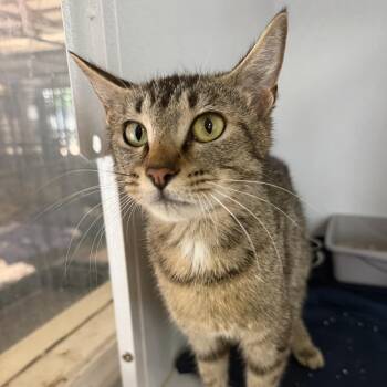 Raisin Bran -  Tabby Cat for Adoption in Columbia, South Carolina - Raisin Bran | PetCurious