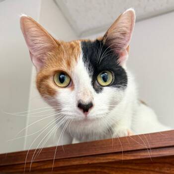 Domestic Short Hair Cats Available for Adoption in Bloomington, Illinois - Barbie | PetCurious