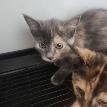 Domestic Short Hair Cats Available for Adoption in Kingman, Arizona - Clementine | PetCurious