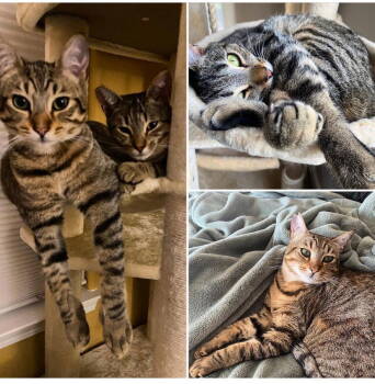 Rescue Abyssinian and Domestic Short Hair Cats for Adoption in San Jose, California - Abby & Maddie (Courtesy Post) | PetCurious