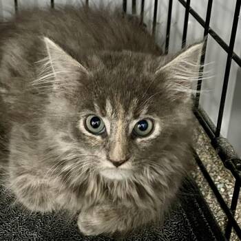 Bo Peep -  Domestic Medium Hair Cat for Adoption in Fairmont, West Virginia - Bo Peep | PetCurious