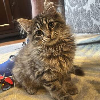 Leni -  Domestic Long Hair Cat for Adoption in Alexandria, Virginia - Leni | PetCurious