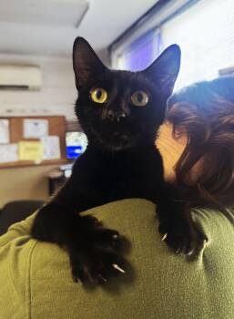 Betty Biscuits -  Domestic Short Hair Cat for Adoption in Perth Amboy, New Jersey - Betty Biscuits | PetCurious