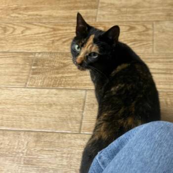 Domestic Short Hair Cats Available for Adoption - Macie | PetCurious