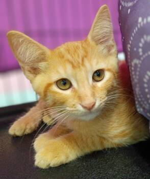 Seonghwa -  Domestic Short Hair Cat for Adoption in Hamilton, Ohio - Seonghwa | PetCurious