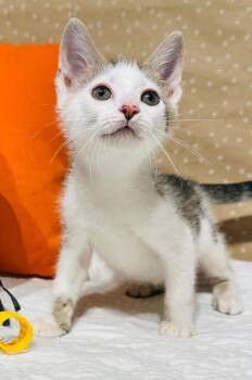 Randy -  Domestic Short Hair Cat for Adoption in Groveland, Massachusetts - Randy | PetCurious