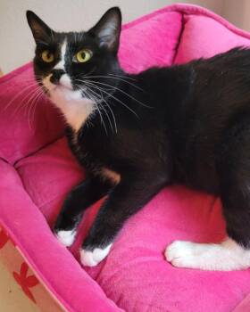 Rescue Tuxedo and Domestic Short Hair Cats for Adoption in Fort Worth, Texas - Annie | PetCurious
