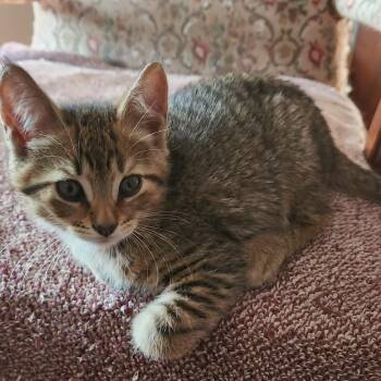 BB Baby -  Domestic Short Hair Cat for Adoption in Avon, New York - BB Baby | PetCurious