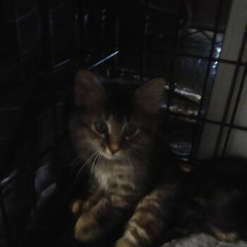 Kip -  Domestic Long Hair Cat for Adoption in PORT WENTWRTH, Georgia - Kip | PetCurious