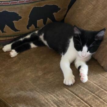 Olivia -  Domestic Short Hair Cat for Adoption in Ashland, Oregon - Olivia | PetCurious