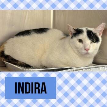 Domestic Short Hair Cats Available for Adoption in Wheeling, Illinois - Indira | PetCurious